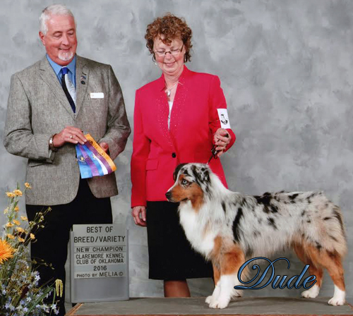 International Champion Mockingbird High Class Dude shown earning his International Championship. 