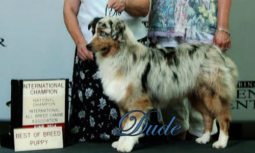 Mini Aussies Irresistible Angels - Dude a blue merle male.
