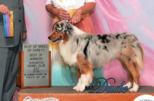 Mini Aussies Irresistible Angels - Dude a blue merle male.