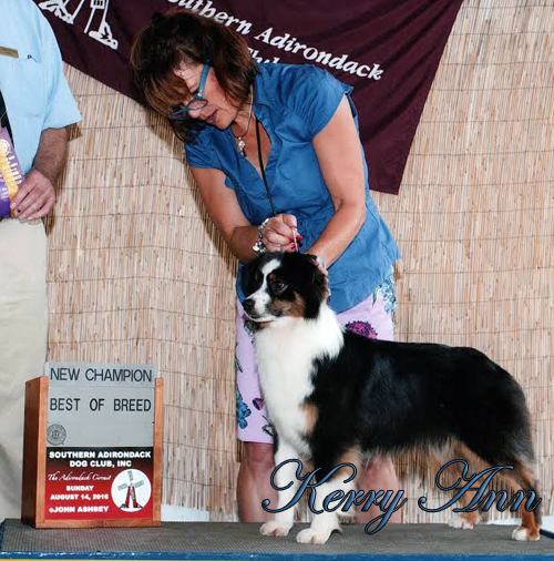AKC Miniature American Shepherd Irresistible Angel's Kerry Ann