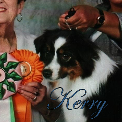 Irresistible Angel's Kerry Ann - a black tri female Mini Ameri