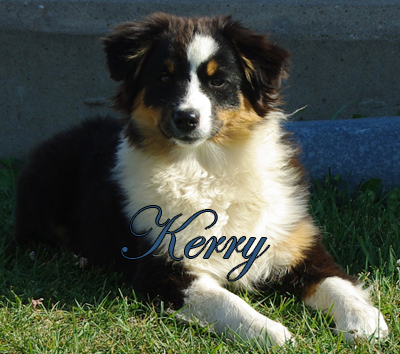 Irresistible Angel's Kerry Ann - a black tri female Miniature American Shepherd
