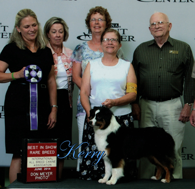 Irresistible Angel's Kerry Ann - a black tri female Mini Ameri