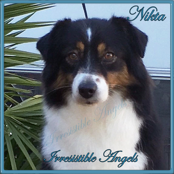 Irresistible Angels Black Tri Female Nikita, preparing for the show.