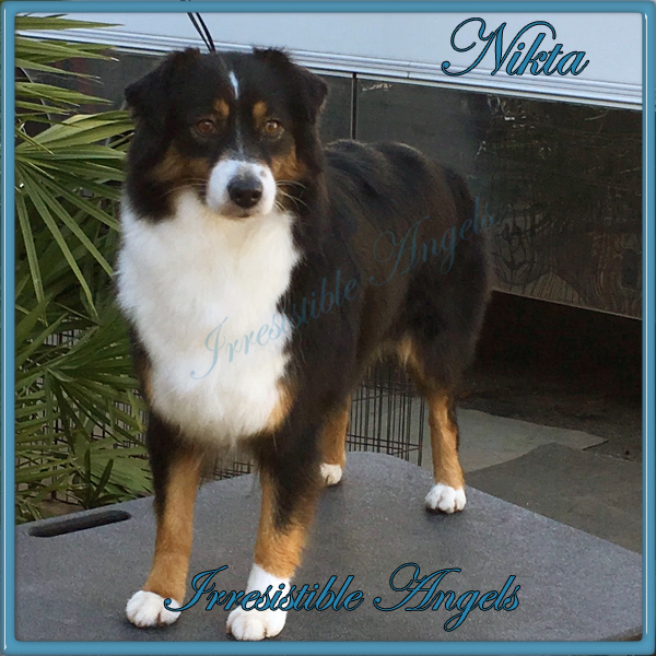 Irresistible Angels Black Tri Female Nikita, preparing for the show.