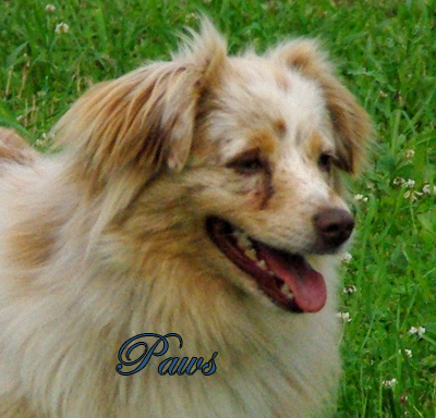 O'Neil's Cinnamon Sticky Paws - A red merle female Miniature American Shepherd