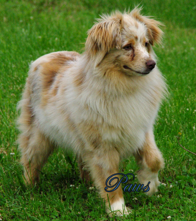 O'Neil's Cinnamon Sticky Paws - A red merle female Miniature American Shepherd