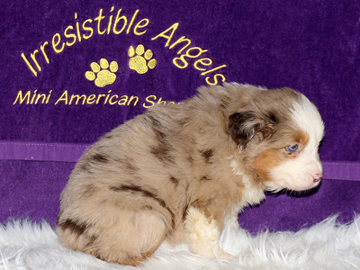 This pretty Miniature American Shepherd red merle girl has blue eyes.