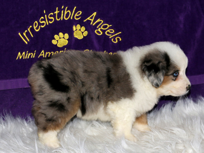 Iris is a blue merle female AKC Miniature American Shepherd puppy with pretty blue eyes.