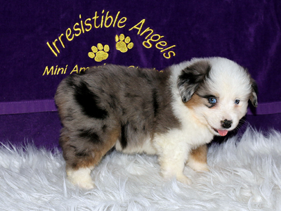 Check out that bold collar and wide blaze.