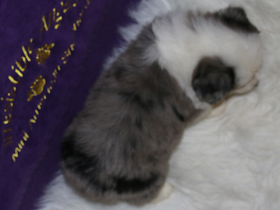 A great view of the bold and pretty markings on this female Miniature American Shepherd.