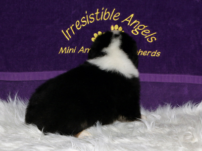 James has a pretty collar. He will be a handsome little guy.