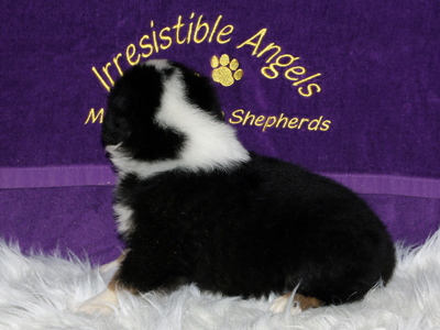 James has a pretty collar. He will be a handsome little guy.