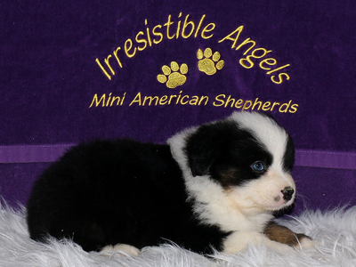 Joey is a beautiful boy with a wonderful personality.