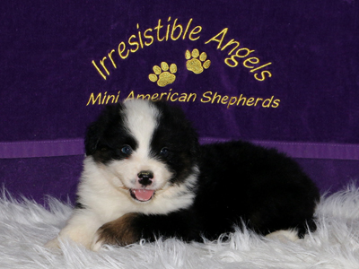 Joey is a very happy and outgoing puppy that loves the kids.