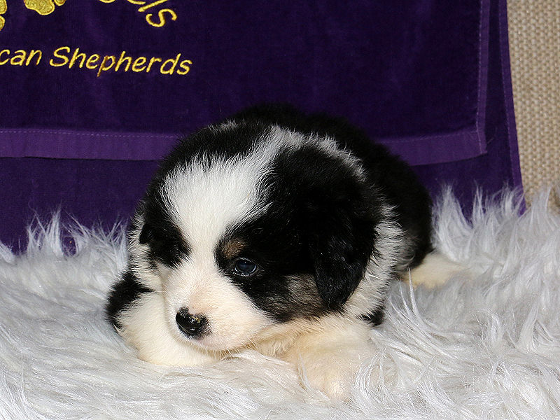 Kit is a beautifully marked AKC Miniature American Shepherd. 