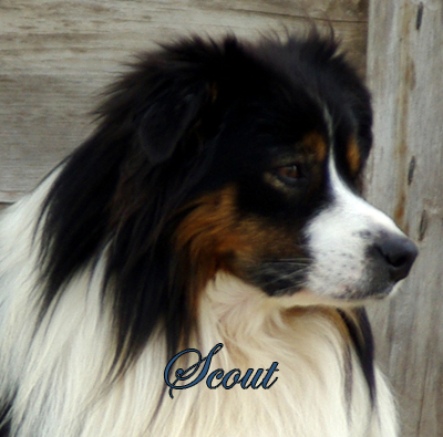 Mockingbirds Hi Ho Scout - a black tri male Miniature American Shepherd