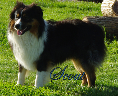 Mockingbirds Hi Ho Scout - a black tri male Miniature American Shepherd