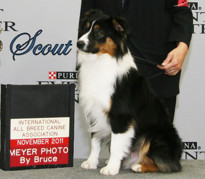 Mockingbirds Hi Ho Scout - a black tri male Miniature American Shepherd