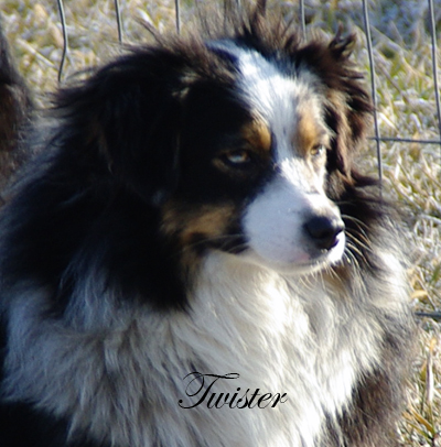 Rim Fire Twister - a blue merle female Toy Aussie.
