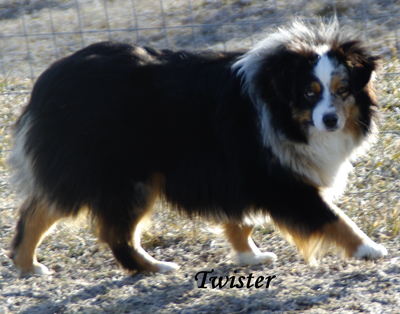 Rim Fire Twister - a blue merle female Toy Aussie.