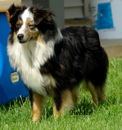 Rim Fire Twister - a blue merle female Toy Aussie.